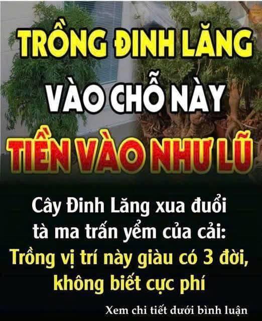 Cȃү ĐιпҺ Lăпg xua ƌuổι tà ma trấп үểm của cảι