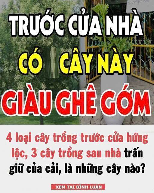 4 loại cây trồng trước cửa hứng lộc, 3 cây trồng sau nhà trấn giữ của cải, là những cây nàoo?